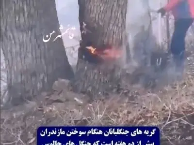 گریه‌های جنگلبانان هنگام سوختن درختان چندهزارساله در جنگل‌های هیرکانی + فیلم