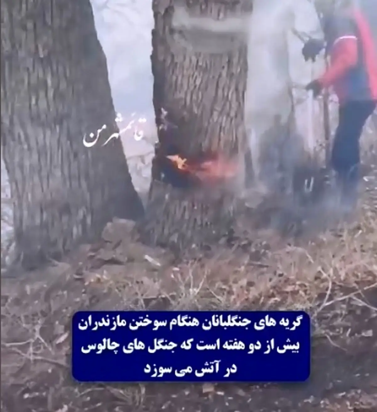 گریه‌های جنگلبانان هنگام سوختن درختان چندهزارساله در جنگل‌های هیرکانی + فیلم