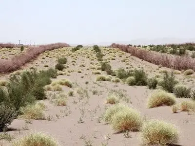 هدف‌گذاری کاشت ۴۰ میلیون اصله نهال بیابانی در نیمه دوم امسال/ خسارت ۶۵۰ میلیون دلاری ماسه‌های روان بر منابع زیست انسانی