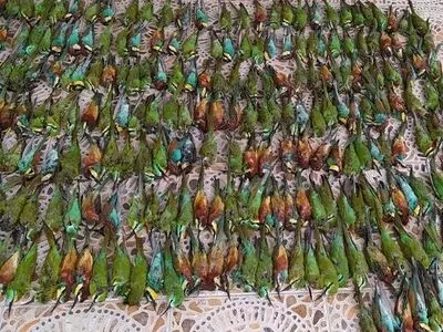 کاهش تولید عسل با افزایش جمعیت سبزقباها/ تشکیل پرونده قضایی برای برخی از زنبورداران