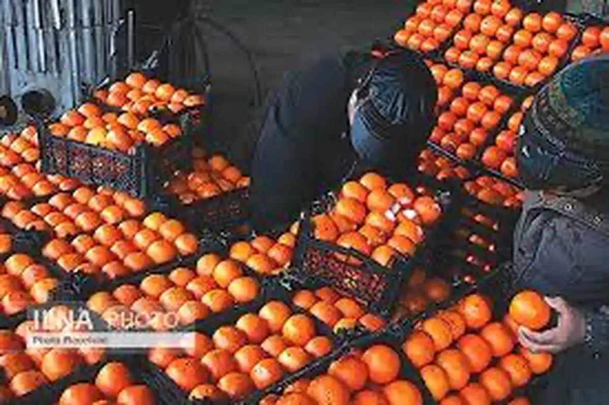 توزیع ۵۰ تن سیب و پرتقال در نمایشگاه‌های عرضه کالاهای اساسی لرستان