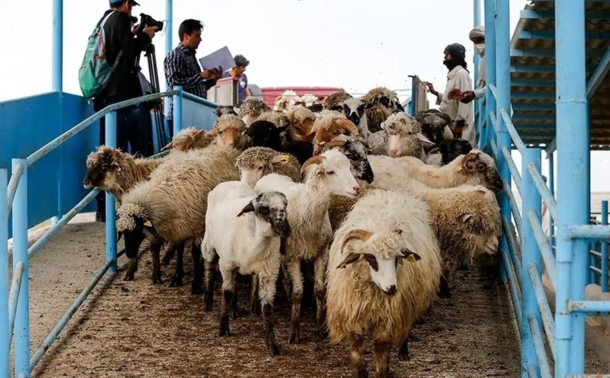آغاز واردات دام زنده از پاکستان/ گوشت قرمز کالای لوکس نیست