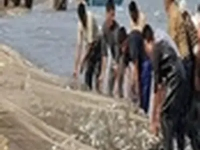 بیش از ۶۷ تن ماهی استخوانی در بندر کیاشهر صید شد