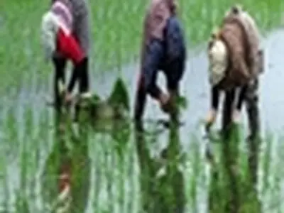 نشاء برنج در بیش از ۲۱۲ هزار هکتار از شالیزارهای استان مازندران