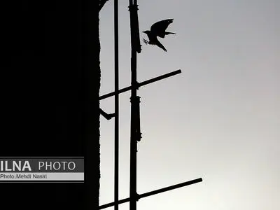 تک‌عکس/ پرواز بین آهن و سیمان