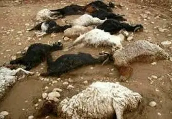 تلف شدن ۶۰ گوسفند بر اثر برخورد با اتوبوس در خراسان‌شمالی