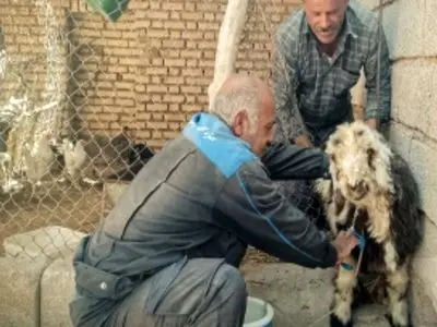 واکسیناسیون بیش از ۴ میلیون و ۵۰۰ هزار رأس دام سبک در خوزستان 