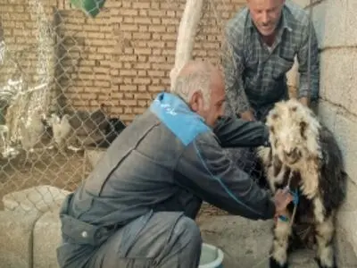 واکسیناسیون بیش از ۴ میلیون و ۵۰۰ هزار رأس دام سبک در خوزستان 
