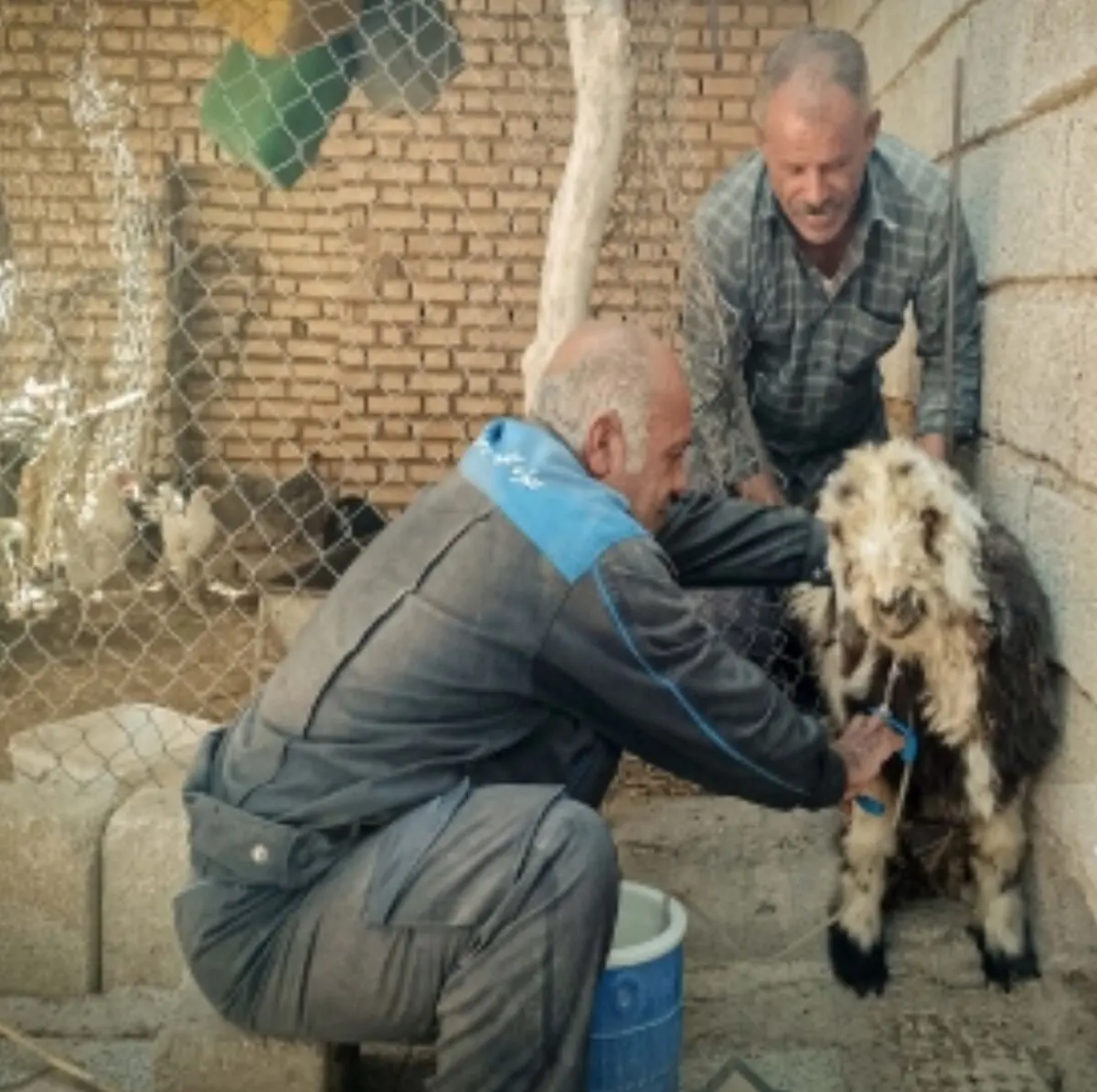 واکسیناسیون بیش از ۴ میلیون و ۵۰۰ هزار رأس دام سبک در خوزستان 