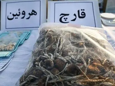 جزئیات کشف ۸ کیلوگرم مخدر ماشروم در تهران 