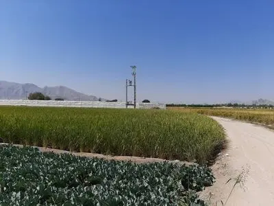 سجده شکر کشاورزان اصفهانی به خاطر برداشت برنج/ امیدواریم خشکسالی زاینده‌رود تکرار نشود