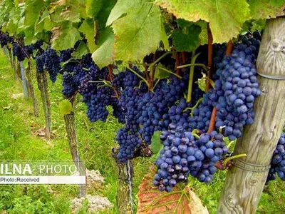 معجزه انگور برای جوانسازی پوست