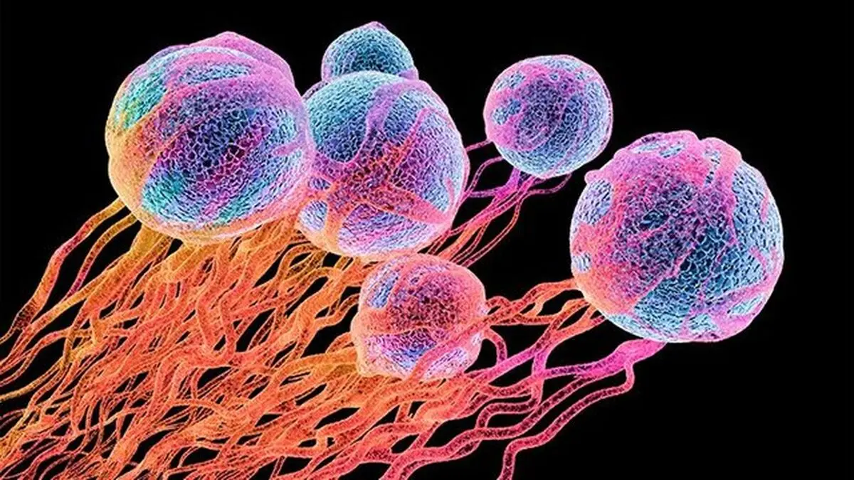 آخرین توصیه‌های کارگروه تحلیل درباره کروناویروس