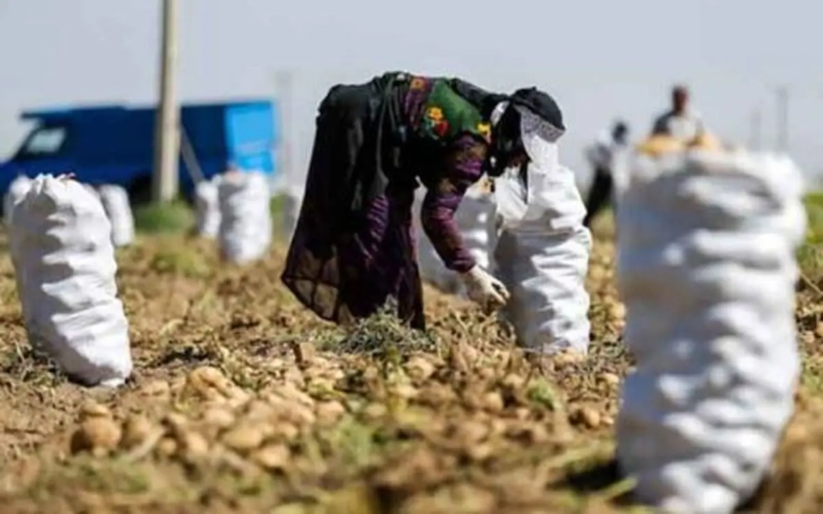 اشتغال بیش از 6 هزار نفر در طرح اشتغال پایدار روستایی در  اردبیل