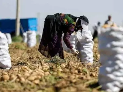 اشتغال بیش از 6 هزار نفر در طرح اشتغال پایدار روستایی در  اردبیل