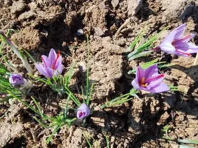 افزایش ۵۰ درصدی تولید زعفران در آذربایجان شرقی