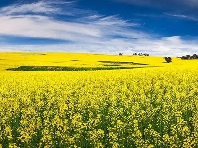 تسویه مطالبات کشاورزان تولید کننده دانه‌های روغنی در استان مرکزی 