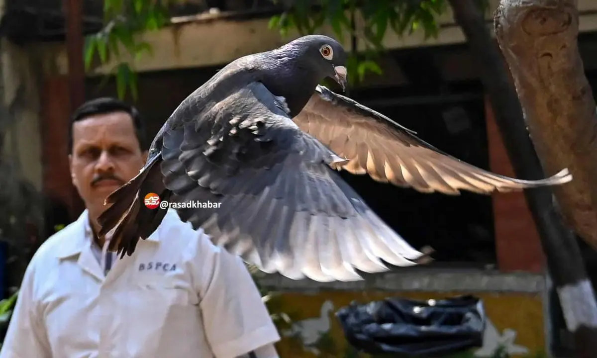 کبوتر بازداشت شده به اتهام جاسوسی آزاد شد!