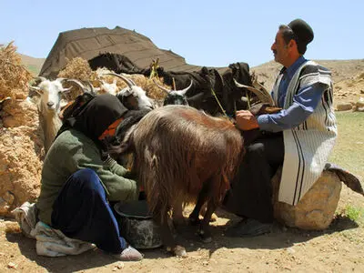 تلف شدن بیش از 100 راس دام از عشایر دزپارت و لالی