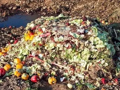 محکومیت راننده خودرو به دلیل رهاسازی پسماند غذایی در معابر آستانه اشرفیه