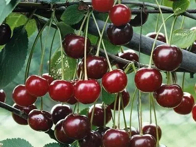 تولید 26 هزار تن میوه تابستانی در باغات کردستان