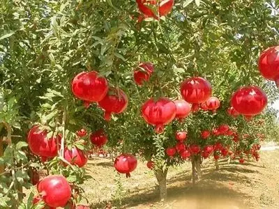 صادرات ۳.۲ میلیون دلاری انار از کشور 