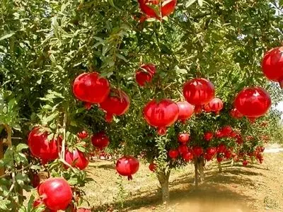 صادرات ۳.۲ میلیون دلاری انار از کشور 