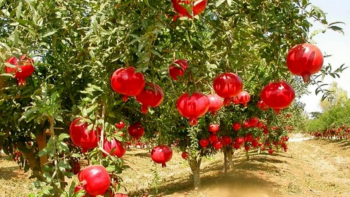 صادرات ۳.۲ میلیون دلاری انار از کشور 