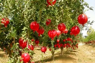 صادرات ۳.۲ میلیون دلاری انار از کشور 