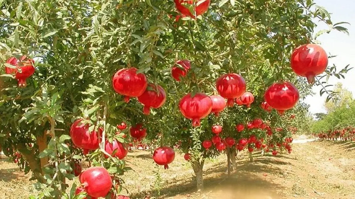 صادرات ۳.۲ میلیون دلاری انار از کشور 
