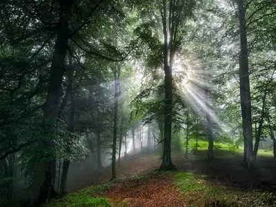 حفظ جنگل‌ها نیازمند مشارکت عمومی مردم و دولت است