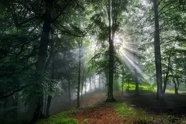 حفظ جنگل‌ها نیازمند مشارکت عمومی مردم و دولت است