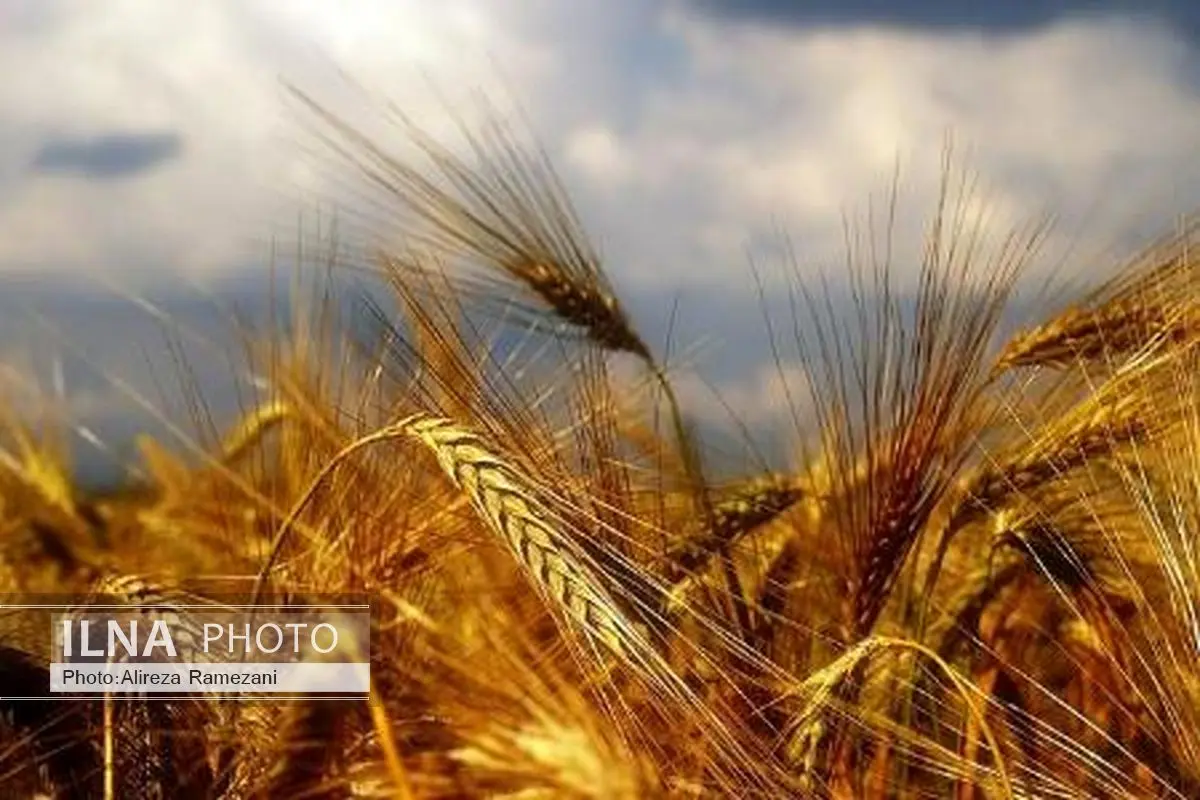 خرید 736 هزار تن از گندم خوزستان