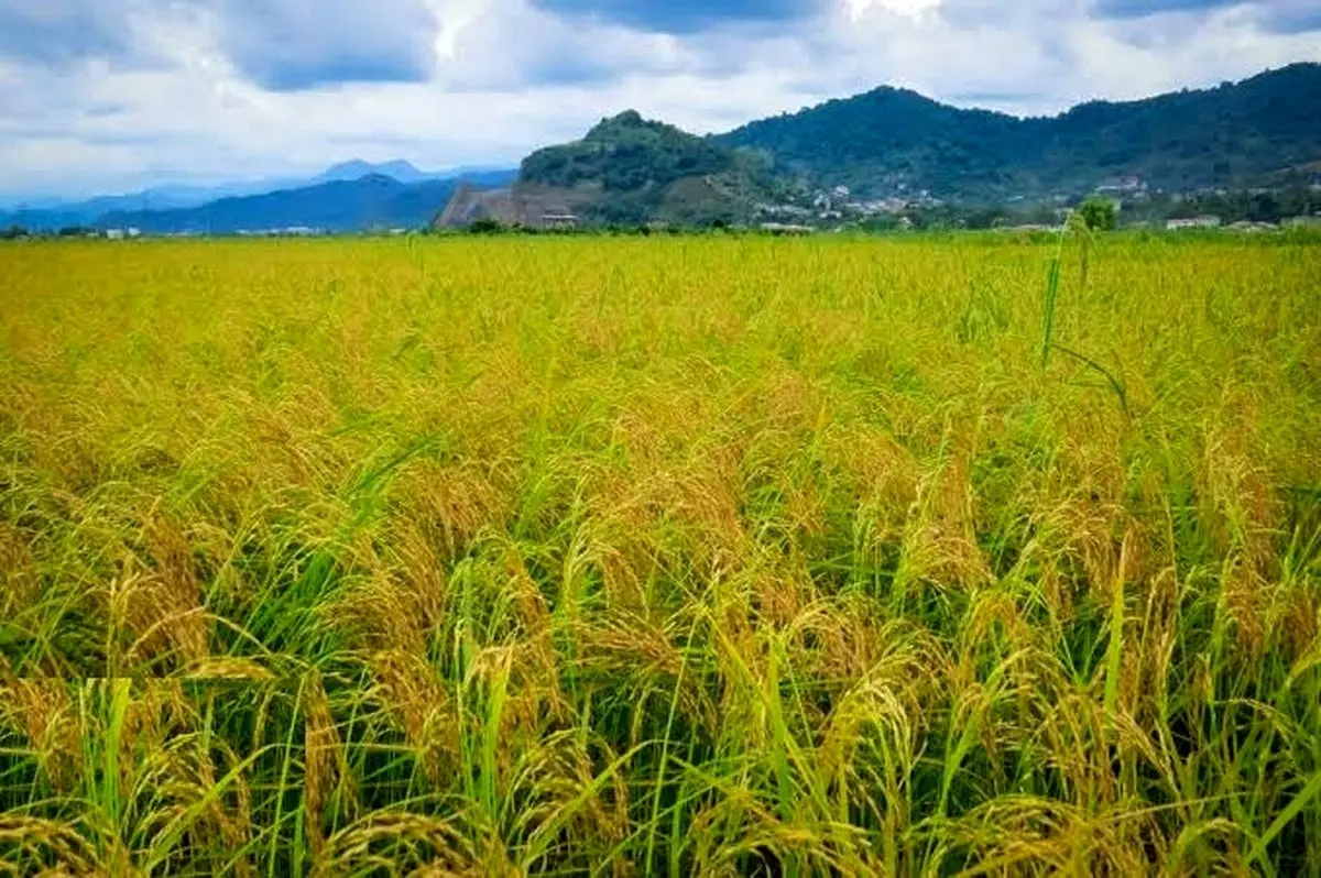 کشت مستقیم برنج در ۷۰۰ هکتار از شالیزار‌های گیلان