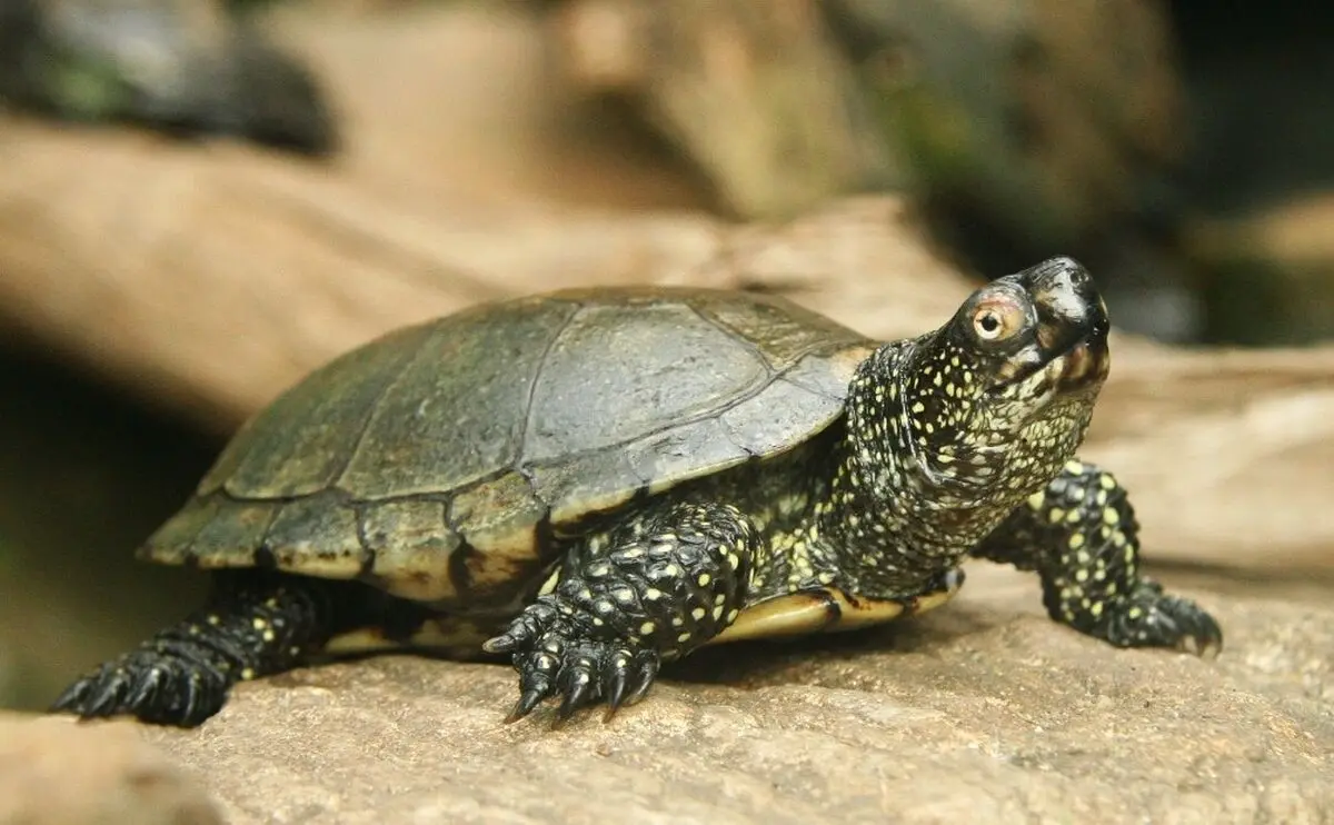 کشف ۲۳۰۰  لاک‌پشت برکه‌ای و ۸۰۰ مار آبی در گشت و پایش ماموران یگان حفاظت