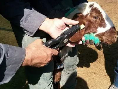 60 درصد دام‌های استان مرکزی پلاک‌کوبی شد