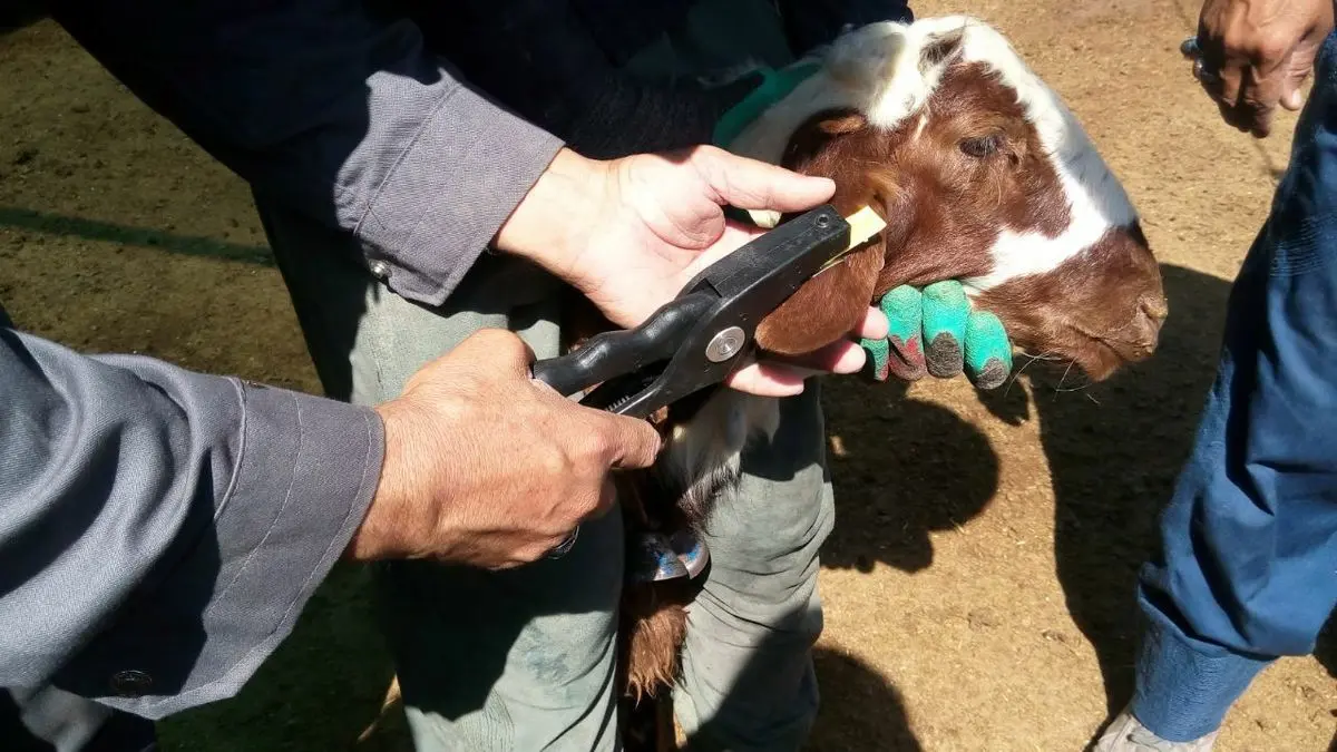 60 درصد دام‌های استان مرکزی پلاک‌کوبی شد