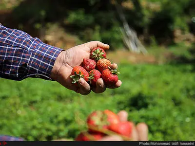 Harvesting Strawberry in Kurdistan Province Villages