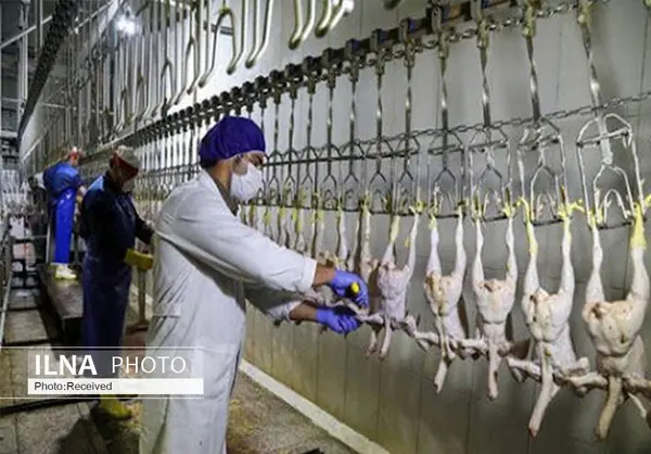 یک میلیون و ۵۲۰ هزار قطعه مرغ در قزوین کشتار شده است