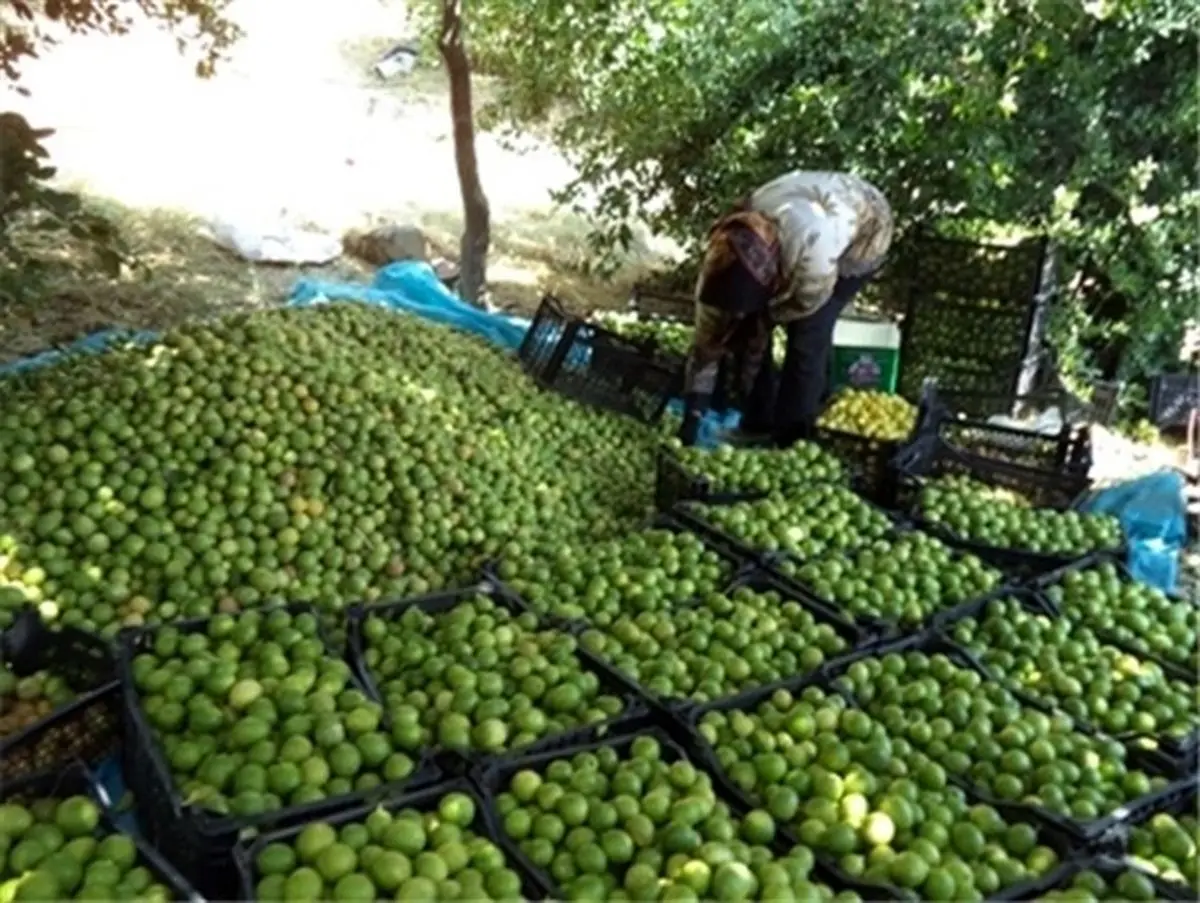 پیش‌بینی تولید ۲۰۰۰ تن لیموشیرین در کرمانشاه