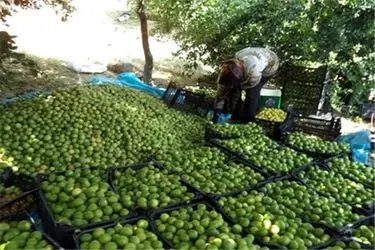 پیش‌بینی تولید ۲۰۰۰ تن لیموشیرین در کرمانشاه