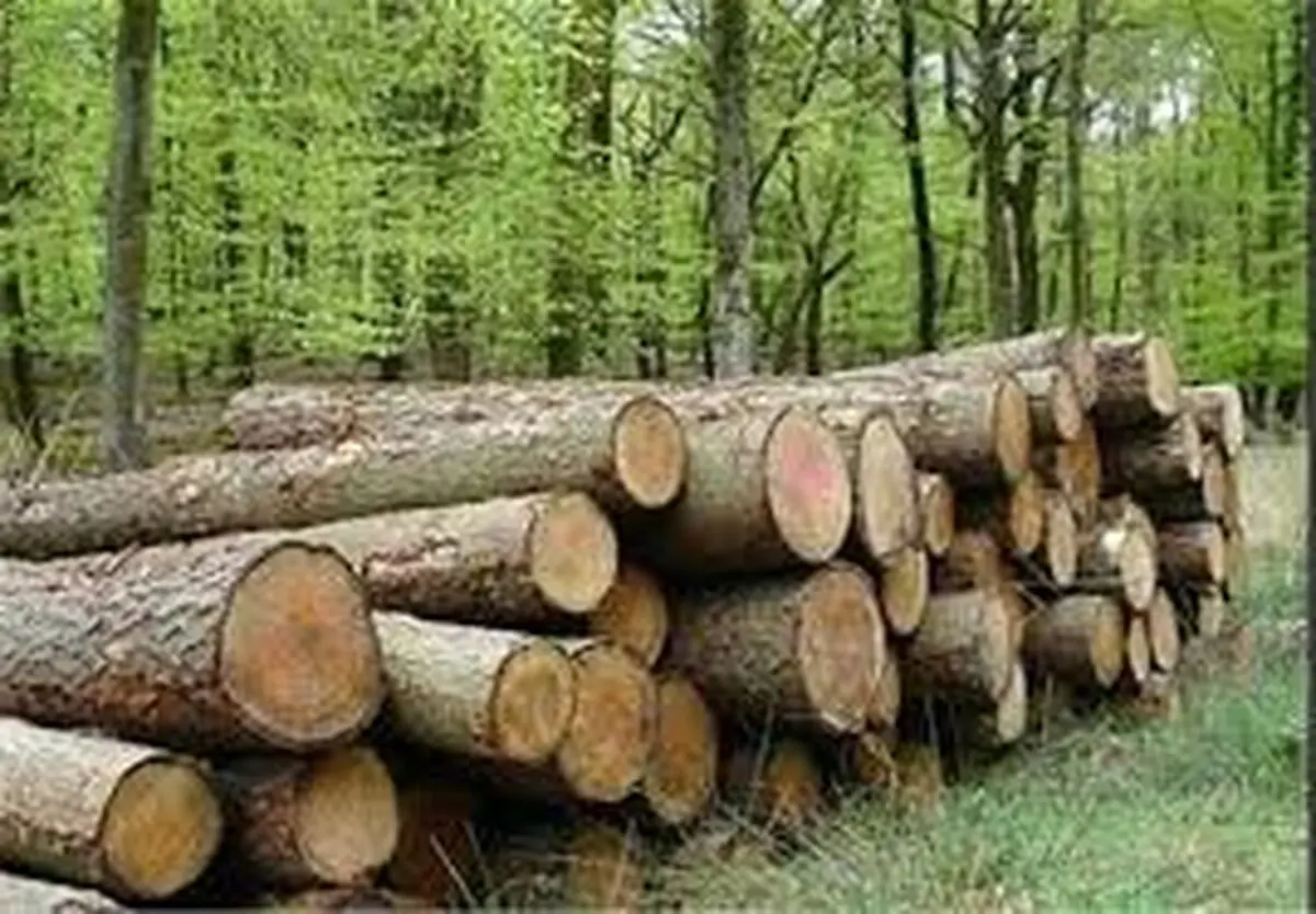 کشف 2 تن چوب جنگلی قاچاق در ساری 