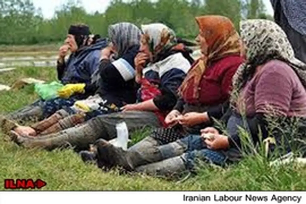 زنانی که در قسمت بار وانت‌ به محل کار می‌رسند