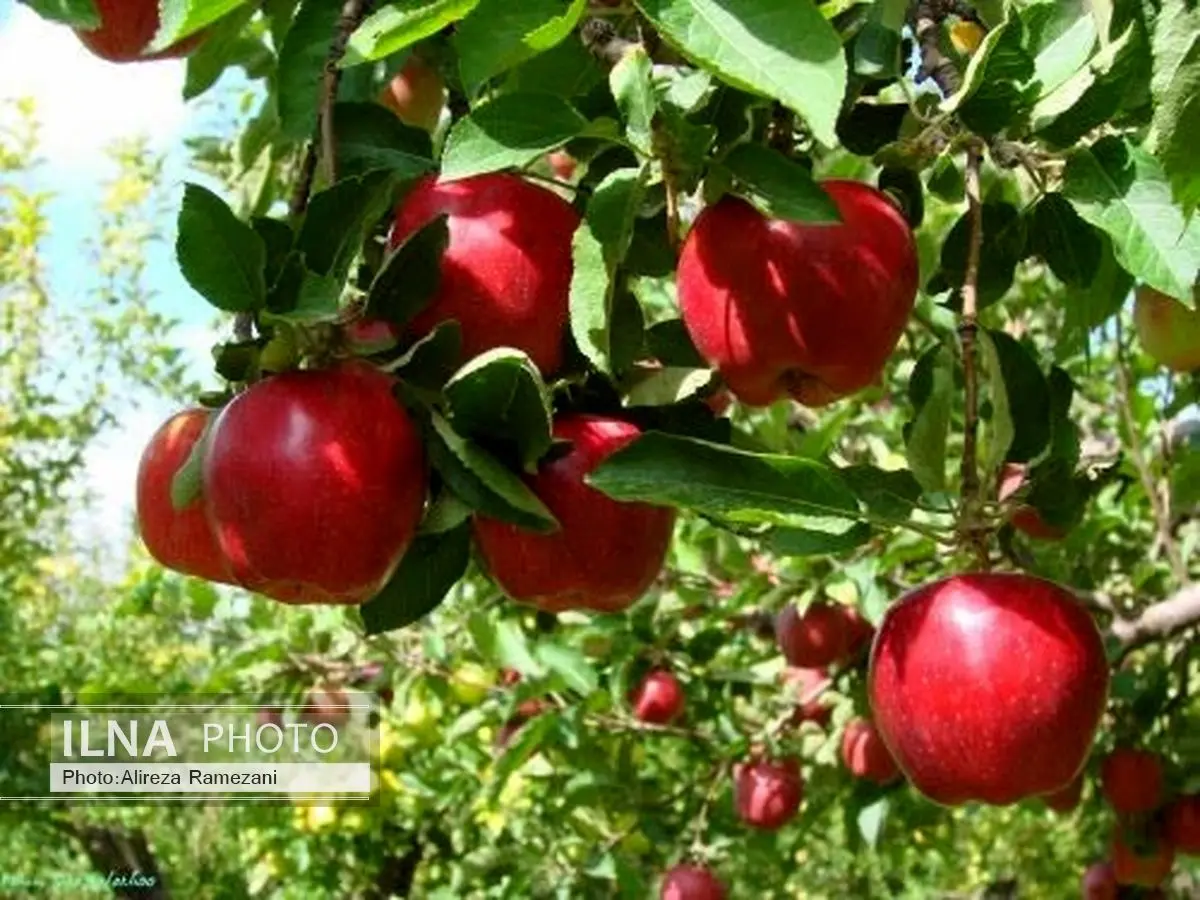تولید محصول باغی به ۱۲.۲ میلیون تن رسید