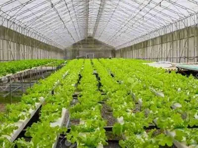 توسعه گلخانه‌ها یکی از سیاست‌های جدی برای رشد اقتصادی استان است