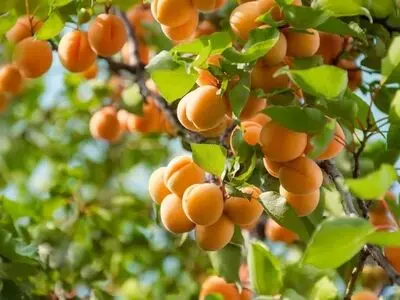 آغاز برداشت زردآلو از باغات آذربایجان غربی/۷۰درصد زردآلوی برداشت شده در استان به مصرف تازه خوری می رسد