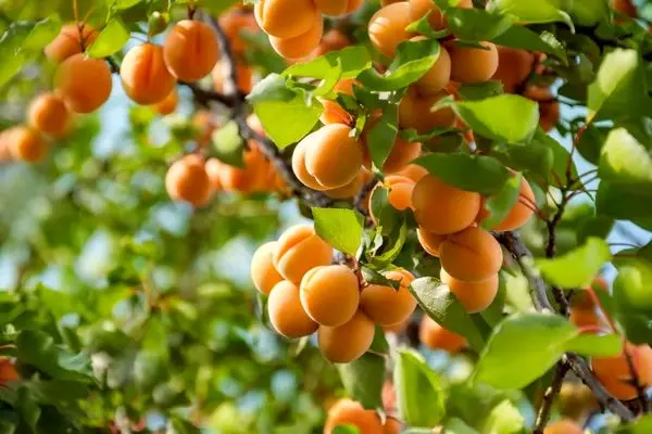 آغاز برداشت زردآلو از باغات آذربایجان غربی/۷۰درصد زردآلوی برداشت شده در استان به مصرف تازه خوری می رسد