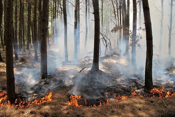 وقوع حریق در ۳۴ نقطه از جنگل‌های گیلان طی ۳ روز گذشته/ آتش‌سوزی لکه‌ای در ۱۰۵ هکتار از عرصه‌های جنگلی 
