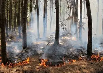 وقوع حریق در ۳۴ نقطه از جنگل‌های گیلان طی ۳ روز گذشته/ آتش‌سوزی لکه‌ای در ۱۰۵ هکتار از عرصه‌های جنگلی 