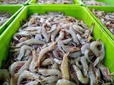 پیش بینی تولید 1500 تن میگو در مجتمع پرورش میگو گمیشان